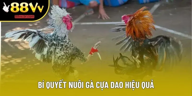 Bí quyết nuôi gà cựa dao hiệu quả