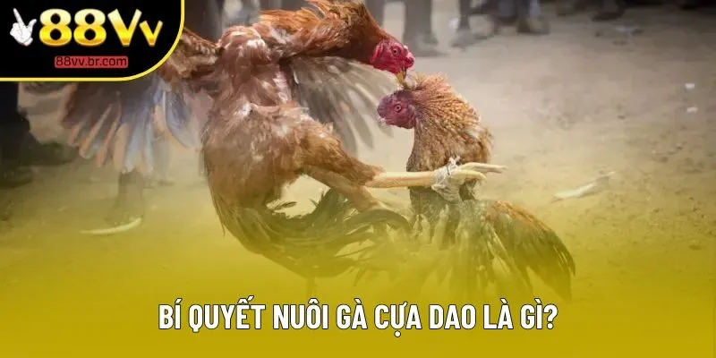 Bí quyết nuôi gà cựa dao là gì?