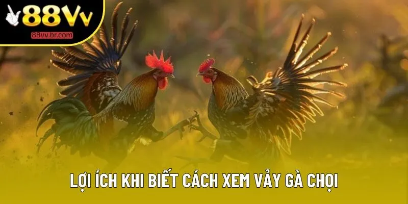 Lợi ích khi biết cách xem vảy gà chọi