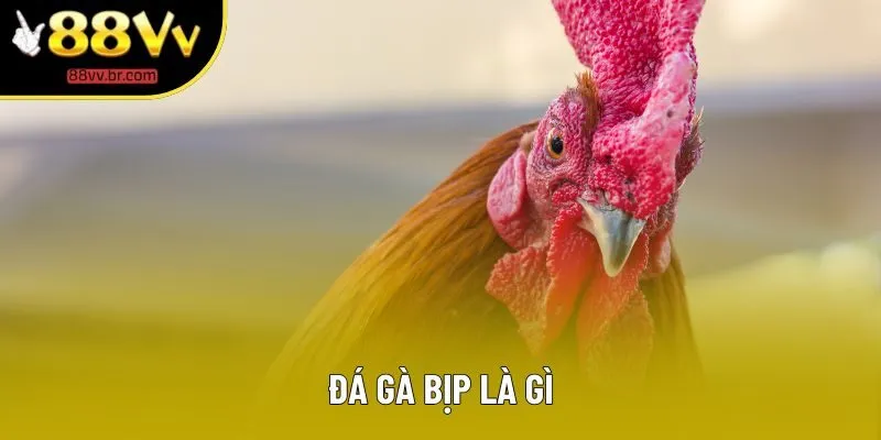 Đá Gà Bịp Là Gì? Cách Nhận Biết Và Tránh Bẫy Lừa Tại 88VV