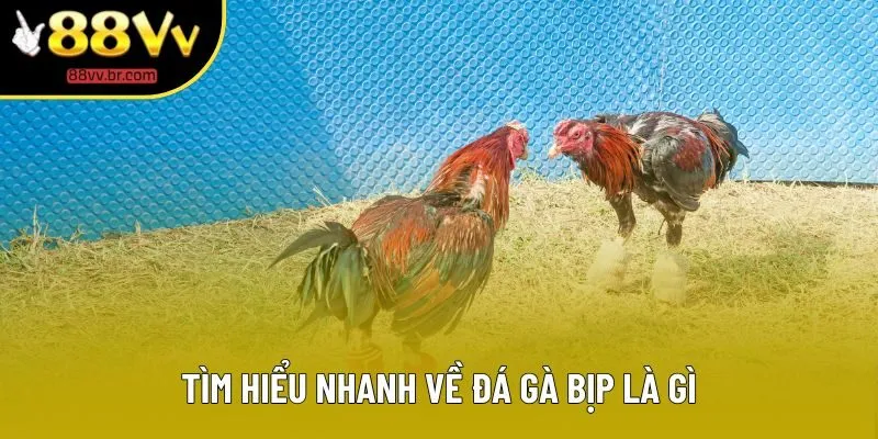 Tìm hiểu nhanh về đá gà bịp là gì