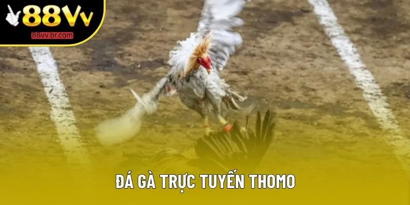 Đá Gà Trực Tuyến Thomo - Những Thông Tin Giúp Chiến Thắng