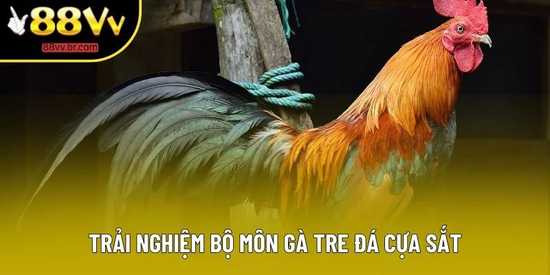 Trải nghiệm bộ môn gà tre đá cựa sắt