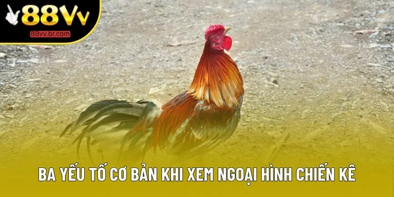 Ba yếu tố cơ bản khi xem ngoại hình chiến kê