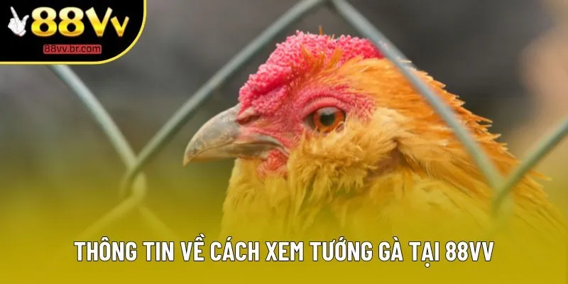 Thông tin về cách xem tướng gà tại 88VV