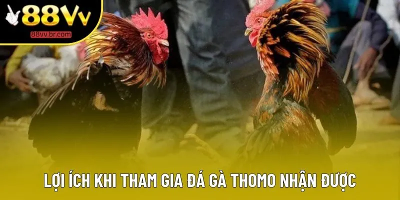 Lợi ích khi tham gia đá gà Thomo nhận được