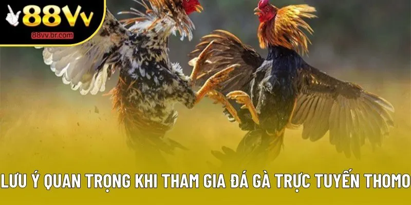 Lưu ý quan trọng cho hội viên tham gia đá gà trực tuyến Thomo